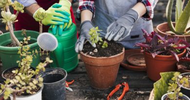 Estudos confirmam que a jardinagem é um ótimo remédio contra o estresse