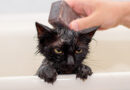 Você pode até dar banho no seu pet em casa, mas previna-se para evitar os riscos
