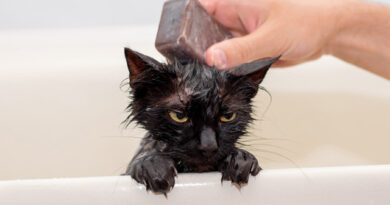 Você pode até dar banho no seu pet em casa, mas previna-se para evitar os riscos