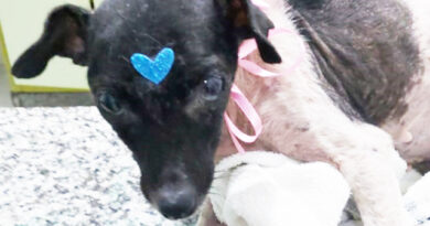 Resgate da cachorrinha Amora denota a importância de comissão da Amoran Resgate da cachorrinha Amora denota a importância de comissão da Amoran