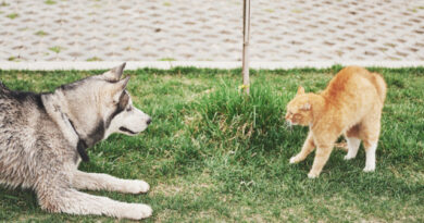 O que fazer para adaptar o seu pet à chegada de um novo bicho à casa? O que fazer para adaptar o seu pet à chegada de um novo bicho à casa?