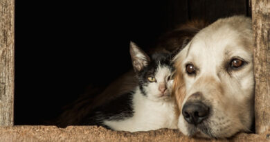 Castração gratuita de pets já pode ser agendada pela internet Castração gratuita de pets já pode ser agendada pela internet