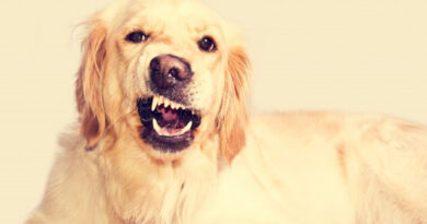 Conflitos gerados por pets em condomínios: do rigor da lei ao bom senso Conflitos gerados por pets em condomínios: do rigor da lei ao bom senso