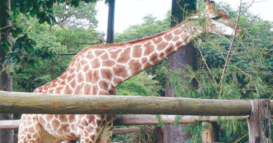 Zoológico volta a funcionar sem a necessidade de agendamento Zoológico volta a funcionar sem a necessidade de agendamento