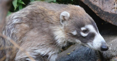Projeto Quatis completa 15 anos de monitoramento de um bicho que é essencial para o equilíbrio ecológico Projeto Quatis completa 15 anos de monitoramento de um bicho que é essencial para o equilíbrio ecológico