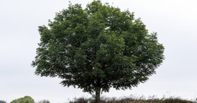 Diferença de temperatura em ruas arborizadas e sem árvores