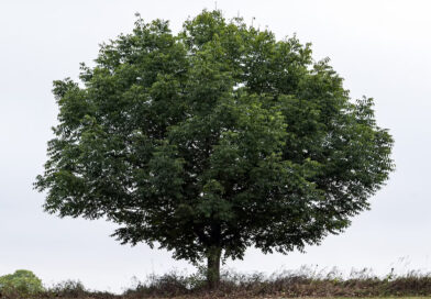 Diferença de temperatura em ruas arborizadas e sem árvores