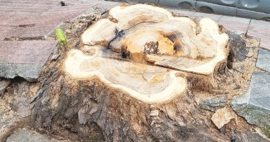 Supressão de árvores exige replantio urgente